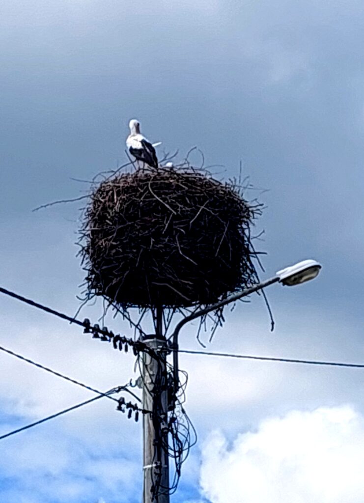 Bocian w gnieździe na tle nieba Tykocin