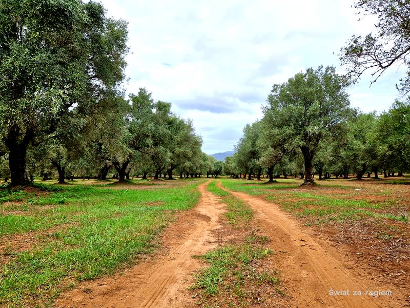 Gaje oliwne, czerwona gleba Calabria