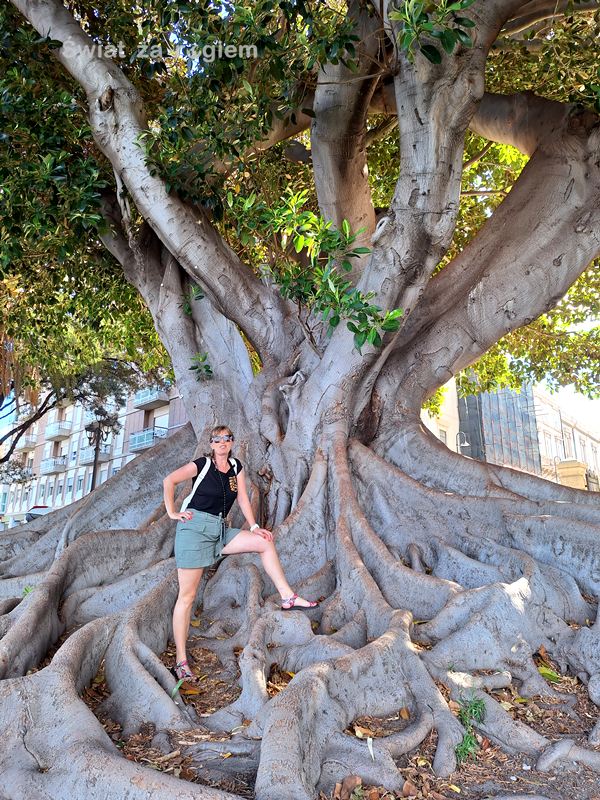 Ogromny ficus Lungomare Reggio Calabria
