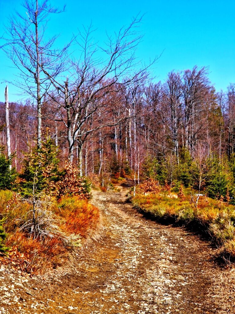 Jesienne kolory w Beskidzie Śląskim, trasa przez las