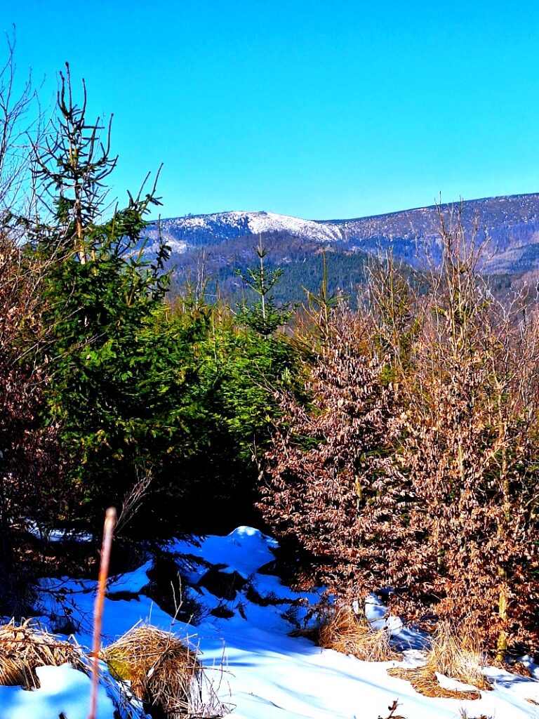 Widok na pasmo Skrzycznego ze szlaku na Magurę Radziechowską